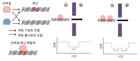 나노이온소자를 이용한 단백질-핵산의 검출 전략