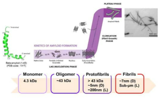 아밀로이드베타 (Aβ) 단백질의 fibril 형성 과정