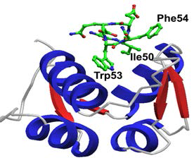 MDM2 단백질-p53TAD 단백질 상호작용