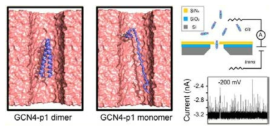 GCN4-p1 monomer 와 dimer 의 translocation 모식도와 nanopore setup 모식도