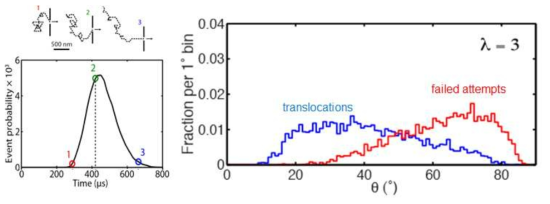 나노포어 외부 DNA 형태(좌, Lu et al. Biophys. J. 2011) 및 DNA의 입사각 (우, McMullen et al. Nat. Commun. 2014)에 따른 translocation 확률 연구