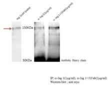 Jagged1 단백질의 항원 항체반응을 이용한 western blot