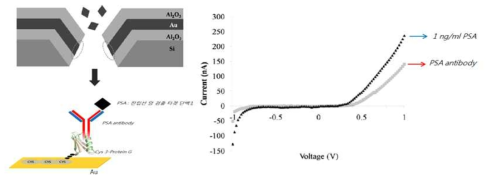 나노갭의 구조 및 PSA, PSA 항체 반응시 발생하는 전류