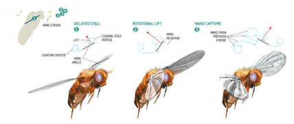 곤충의 고양력 메커니즘에 대한 개략도