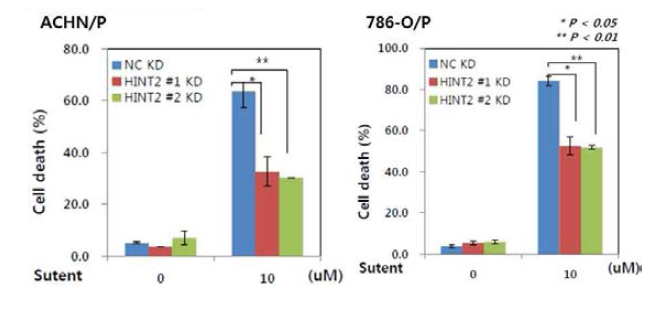 HINT2의 세포사에 미치는 영향. HINT2의 siRNA #1과 #2로 HINT2 gene knockdown 후 Tryptopan blue exclusion assay시 세포사가 감소됨을 확인함