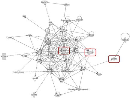 IPA를 통한 pathway 분석. 연구자 자료와 공용데이터베이스 자료를 이용한 pathway network 분석 상 PTTG1, TNFRSF1A, IFITM3 등이 TKI-저항성에 중요한 key factor로 작용함