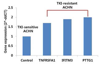 2차 선정 후보 유전자의 mRNA 발현를 TKI-저항성 신장암세포주 ACHN 에서 분석. TKI-민감성 신장암 세포에 비해 TKI-저항성 신장암 세포에서 TNFRSFA1, IFITM3, PTTG1의 발현이 증가되었음을 mRNA level에서 검증함