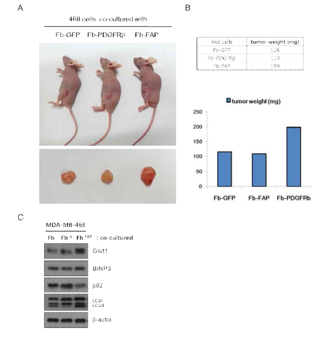 FB-FAP cells promote primary tumor growth in MDA-MB-468 mouse model. (A) Primary tumor in mice 6 weeks after subcutaneous injection of MDA-MB-468 cells co-cultured with FB-GFP or FB-PDGFRβ or FB-FAP cells. (B) Graphs represent tumor weight measured after isolation of primary tumor. (C) Total lysates from each tissue were subjected to SDS-PAGE and blotted with the indicated antibodies