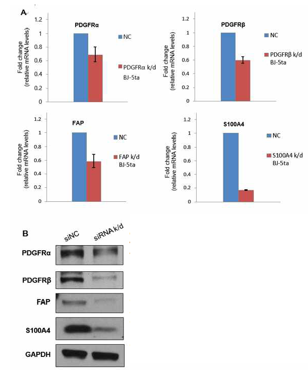 Confirmation of CAF-related gene knock down in BJ-5ta fibroblasts. CAF-related gene siRNA were transfected in 70nm for 48hr. (A) Relative mRNA levels of PDGFRα, PDGFRβ, FAPα, S100A4 were assessed by quantitative real-time PCR. mRNA expression was normalized to GAPDH and presented as fold change. (B) CAF-related protein levels of PDGFRα, PDGFRβ, FAPα, S100A4 were examined by western blotting