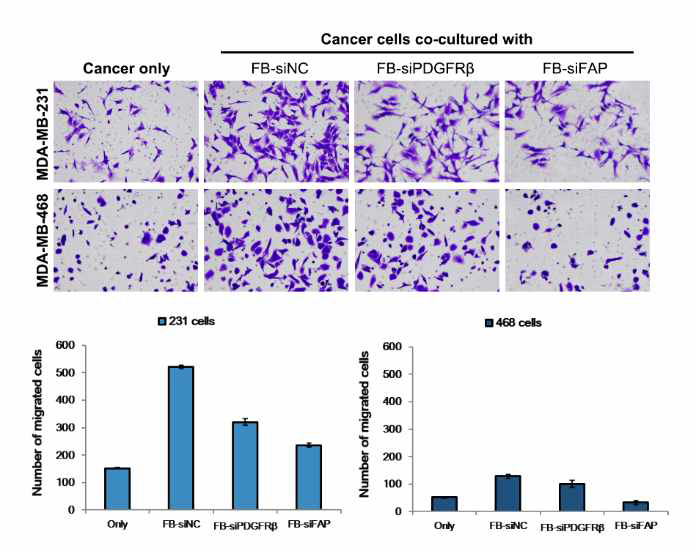 FB-siPDGFRβ and FB-siFAP cells inhibited migration of MDA-MB-231 and MDA-MB-468 cells. Cancer cells were cultured with FB-siNC, FB-siPDGFRβ, FB-siFAP, or medium (control) respectively. Cells attached to the lower surface of the filter were fixed, stained with crystal violet, and counted in five randomly selected fields in each membrane using bright-field microscopy