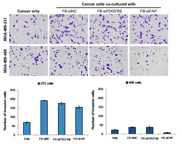 FB-siFAP cells inhibited invasion ability of MDA-MB-231 and MDA-MB-468 cells. Cancer cells were cultured with FB-siNC, FB-siPDGFRβ, FB-siFAP, or medium (control) respectively. Invasive cells were attached to the lower surface of the filter, and were fixed, stained with crystal violet, counted in five randomly selected fields in each membrane using bright-field microscopy