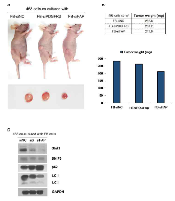 FB-siFAP cells inhibit primary tumor growth in MDA-MB-468 mouse model. (A) Primary tumor in mice 6 weeks after subcutaneous injection of MDA-MB-468 cells co-cultured with FB-siNC, FB-siPDGFRβ, or FB-siFAP cells, respectively. (B) Graphs represent tumor weight measured after isolation of primary tumor. (C) Total lysates from each tissue were subjected to SDS-PAGE and blotted with the indicated antibodies