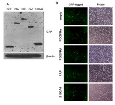 BJ-5ta fibroblasts overexpressing CAF-related proteins were prepared. BJ-5ta fibroblasts were transfected with GFP empty vector (control) or GFP-tagged CAF-related protein constructs using Lipofectamine 2000. Stable expression of each construct was examined by immunoblotting (A), and then overexpression was confirmed by immunofluorescence (B)