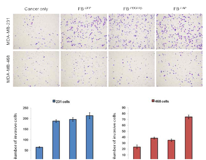 Cancer related FB-PDGFRβ and FB-FAP cells activate invasion ability of MDA-MB-231 and MDA-MB-468 cells. Cancer cells were cultured with FB-GFP, FB-PDGFRβ, FB-FAP, or medium (control) respectively. Invasive cells attached to the lower surface of the filter were fixed, stained with crystal violet, and counted in five randomly selected fields in each membrane using bright-field microscopy