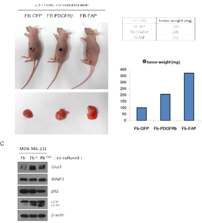 FB-PDGFRβ and FB-FAP cells promote primary tumor growth in MDA-MB-231 mouse model. (A) Primary tumor in mice 6 weeks after subcutaneous injection of MDA-MB-231 cells co-cultured with FB-GFP or FB-PDGFRβ or FB-FAP cells. (B) Graphs represent tumor weight measured after isolation of primary tumor. (C) Total lysates from each tissue were subjected to SDS-PAGE and blotted with the indicated antibodies