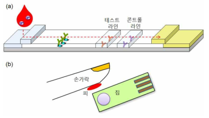 (a) 일반적인 측면흐름을 이용한 스트립과 (b) 개발 예정인 초간단 칩의 개념도