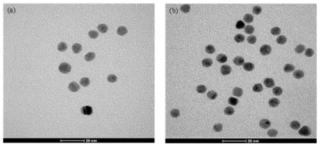 (a)　AuNC와 (b) 항체와 연결된 AuNC의 TEM 이미지