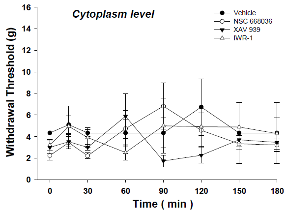 척수강내로 투여한 NSC 668036, XAV 939, IWR-1의 시간 경과에 따른 효과