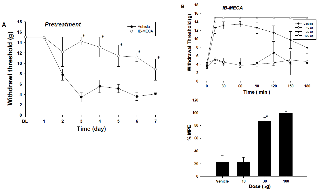 척수강내로 투여한 IB-MECA의 시간 경과에 따른 예방(A) 및 치료효과(B)