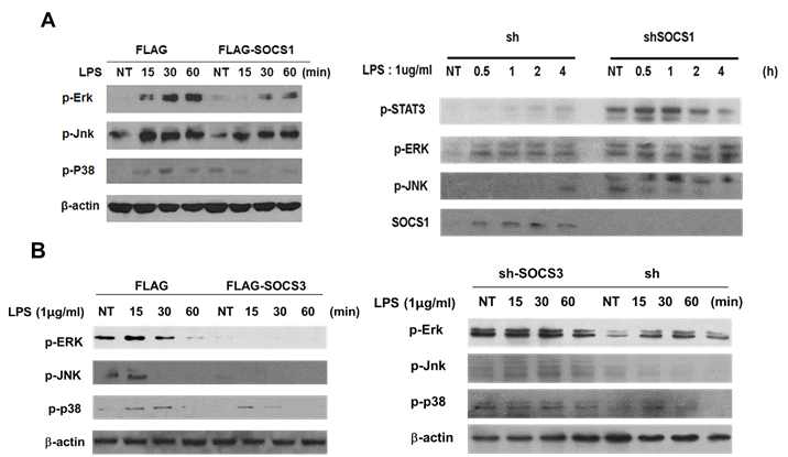 LPS-induced MAPK activation was suppressed by SOCS1 and SOCS3