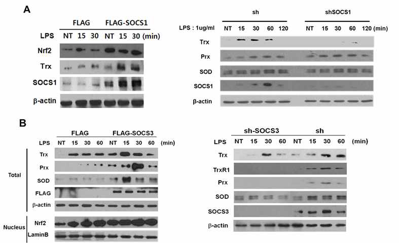 SOCS1 and SOCS3 both upregulate anti-oxidant enzymes during M1 differentiation