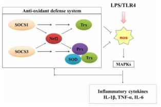 The inhibitory action of SOCS1 and SOCS3 on ROS-mediated LPS signal for inflammation through different anti-oxidant factors