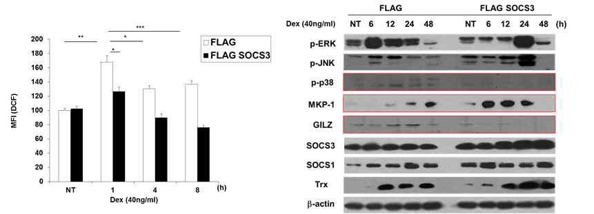 SOCS3 inhibits Dex-induced ROS signaling and p38 MAPK activity, coupled with MKP1 induction and GILZ down-regulation during Dex-induced M2 differentiation