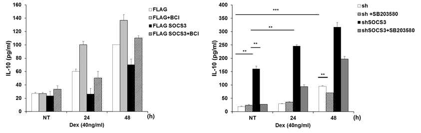 Role of p38 and MKP1 in the SOCS3-mediated inhibition of IL-10 production during Dex-induced M2 differentiation: MKP1-enhancing and p38-suppressing function of SOCS3 is involved in IL-10 reduction by SOCS3 under Dex-induced M2 differentiation
