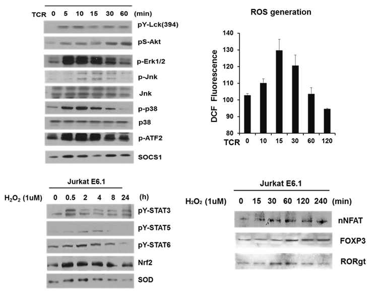 Mouse splenocytes에서 Th17 및 Treg 분화 조건 구축: Th17 및 Treg 분화 유도시 발현되는 분자표지자의 양상