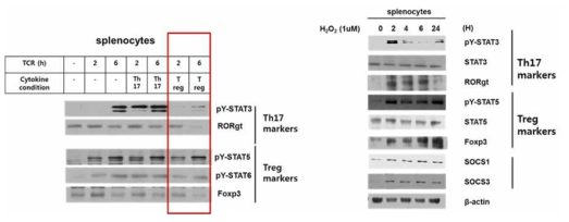 Kinetics of ROS and MAPK activation during TCR signaling and differential kinetics of Th17 vs Treg TFs during ROS-induced T cell activation in Jurkat T cells