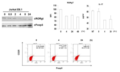 Th17 signature (RORrt and IL-17) is reduced while Treg signature (Foxp3/CD25) is upregulated by ROS signaling