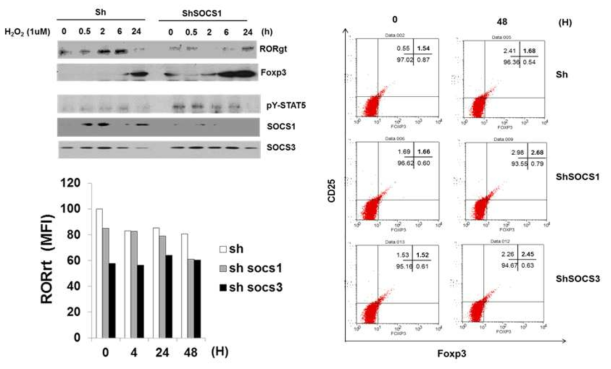 shSOCS1 and shSOCS3 transduction in T cells further reduced Th17 signature while sustaining Treg signature induced by ROS signal