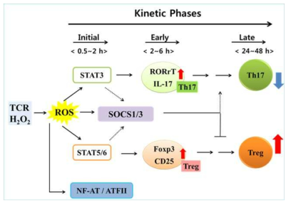 SOCS1 and SOCS3 attenuate the ROS-mediated shift to of Treg/Th17, thus counter-balance the Th differentiation by ROS