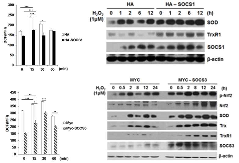 SOCS1 and SOCS3 are induced upon ROS signal and upregulates expression of anti-oxidant factors to scavenge ROS to counter-balance the ROS-induced biased-differentiation responses in T cells