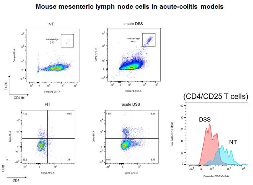 Increased infiltration of macrophages and T cells in the mesenteric lymph nodes with a significant reducction in Treg phenotype