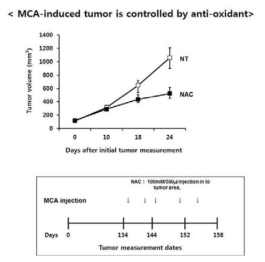 Establishment of MCA-induced tumor as an inflammation (ROS signal) associted tumor model showing dependency of tumor growth on ROS