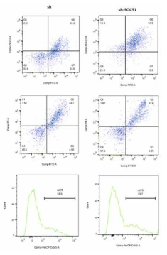 Effect of shSOCS1 gene into MCA-induced tumor environment: M1 population is reduced with increased Treg induced by enhanced ROS prevailing environment