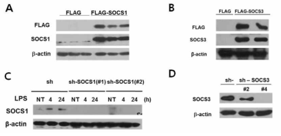 Establishment of SOCS over-expression and knock-down cell systems