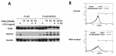 Analysis of total and surface TLR4 levels in mock vs SOCS1-transduced cells: Effect of PMA-induced differentiation of THP1 cells
