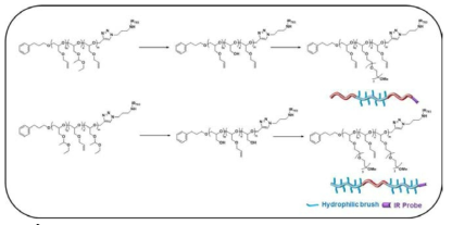 Hydrophilic brush containing PEO linear type polymer