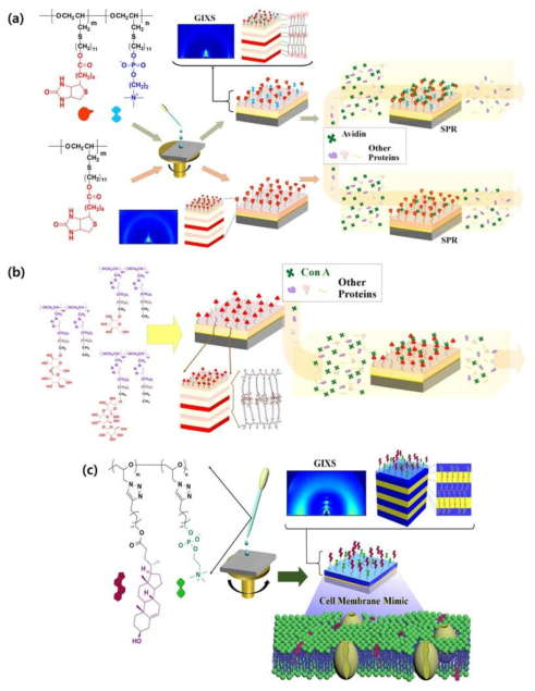 Self-assembly characteristics and molecular recognition selectivities of some representatives of the topological amphiphilic smart-brush-polymers in thin films