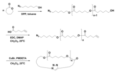 Synthetic scheme of cyclic poly(ε-caprolactone)s (PCLs)