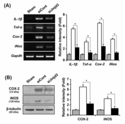 척수 내 염증반응에 미치는 JMJD3 영향 (A) RT-PCR for proinflammatory cytokines. (B) Western blot for COS-2 and iNOS