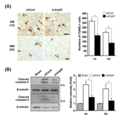 세포사멸에 미치는 JMJD3 영향 (A) TUNEL for neurons and oligodendrocytes. (B) Western blot for active caspase-3