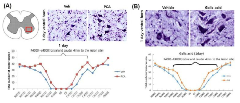 JMJD3 활성 억제에 따른 신경세포 보호효과 Cresyl violet staining for ventral motor neurons. (A) PCA (B) Gallic acid