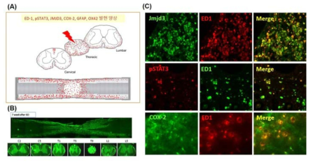 (A) ED-1, pSTAT3, Jmjd3, COX-2, GFAP, OX-42 발현양상 모식도. (B) Double IHC for Jmjd3/ED-1, pSTAT3/ED-1, COX-2/ED-1