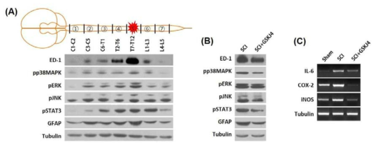 (A, B) Western blot for ED-1, pp38MAPK, pERK, pSTAT3, GFAP. (C) RT-PCR for IL-6, COX-2, iNOS