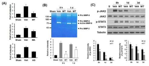 (A) Real time RT-PCR for Jmjd3. melatonin (MT), mithramycin (MT, SP-1 inhibitor), AG490 (STAT3 inhibitor). (B) Effect of melatonin on MMP-9 activity. (C) Cross talk of melatonin and STAT3 signaling
