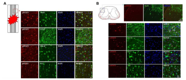 Double immunostaining for pSTAT3 and cell markers (NeuN, GFAP, OX-42, CC1) in T9 spinal cord at 1 d (A) and in L4-L5 spinal cord at 30 d (B) after SCI