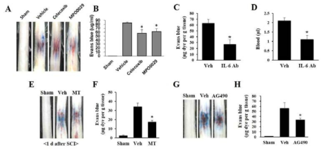 Evans blue assay (A, B) Effect of COX-2 inhibitor (celecoxib, MPO0029). (C, D) Effect of IL-6 neutralizing antibody. (E, F) Effect of melatonin. (G, H) Effect of STAT3 inhibitor (SAG490)